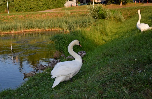 Jonavos gulbiukai gerokai ūgtelėjo: kviečiame pasigrožėti nuotraukų galerija