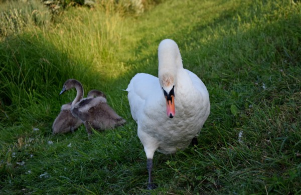 Jonavos gulbiukai gerokai ūgtelėjo: kviečiame pasigrožėti nuotraukų galerija