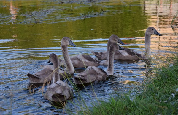 Jonavos gulbiukai gerokai ūgtelėjo: kviečiame pasigrožėti nuotraukų galerija
