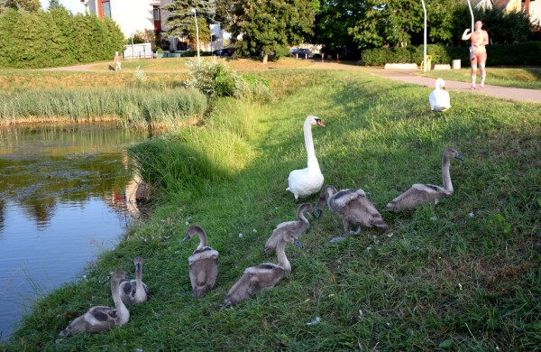 Jonavos gulbiukai gerokai ūgtelėjo: kviečiame pasigrožėti nuotraukų galerija