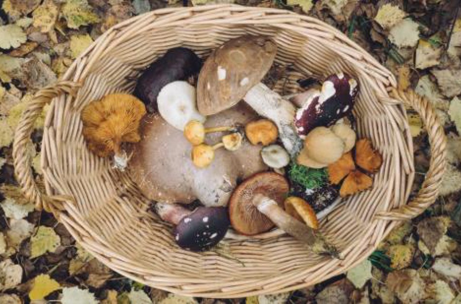 Didėja grybų ir miško uogų importas iš trečiųjų šalių