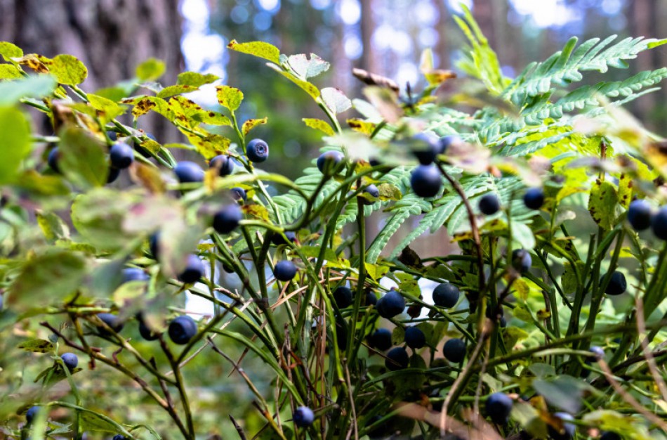 Prasidėjo miško gėrybių sezonas: kaip atsakingai grybauti ir uogauti?