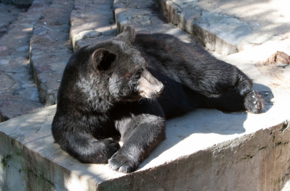 Lietuvos zoologijos sodo rekonstrukcijos startas: pasirašyta sutartis su rangovu