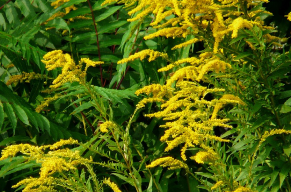 Jau pradeda žydėti rykštenės: skinkite negailėdami