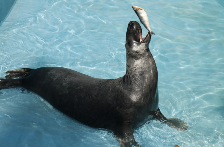Į Kaliningrado zoologijos sodą išvyko ruonis