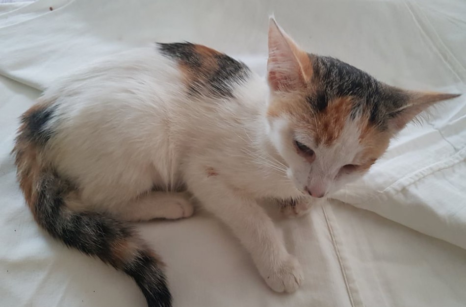 Gyvūnų globėjai perspėja: Jonavoje nunuodytas ne vienas keturkojis