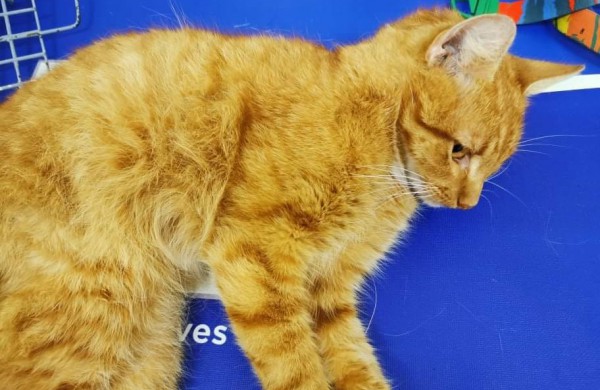 Gyvūnų globėjai perspėja: Jonavoje nunuodytas ne vienas keturkojis