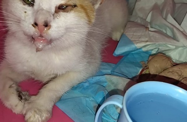 Gyvūnų globėjai perspėja: Jonavoje nunuodytas ne vienas keturkojis