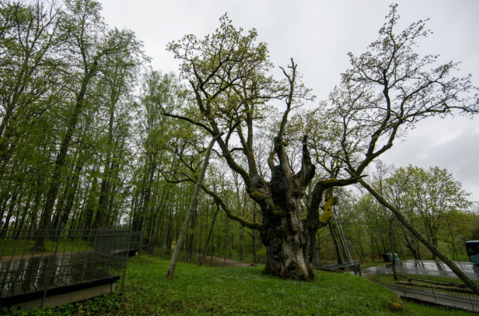 Aplankykite neseniai sutvarkytus ir atnaujintus gamtos paveldo objektus