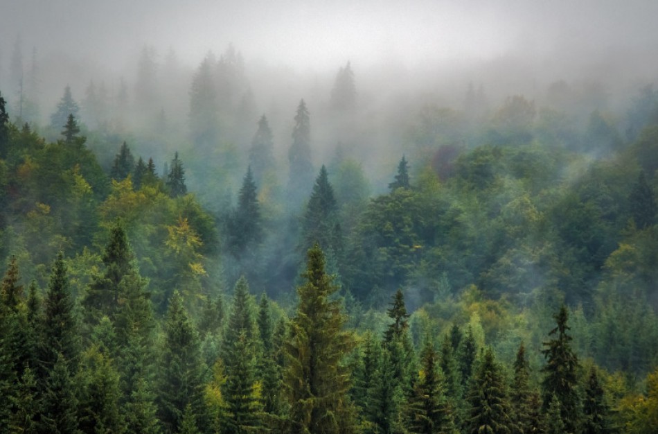 Aplinkosaugininkai rugpjūtį pradeda su nauja akcija „Medienos kenkėjas“