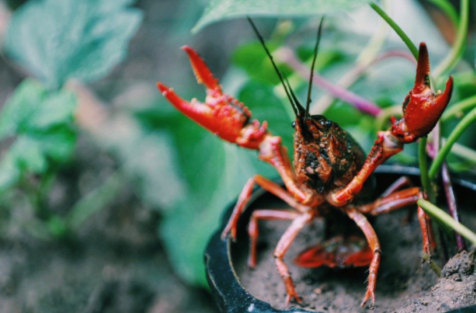 Mėgstantiems vėžiauti: gaudyti vietines vėžių rūšis reikia labai atsakingai