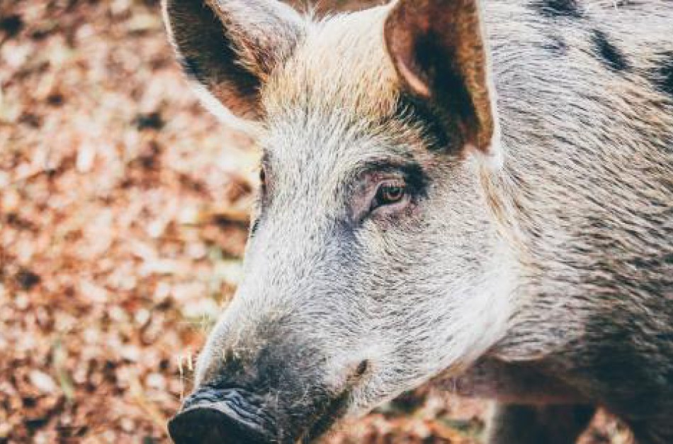 AKM virusą gali pernešti ne tik šernai, bet ir miškų lankytojai