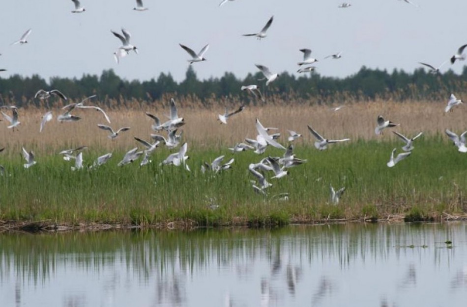 Medžiojant paukščius nebegalima naudoti švininių šratų