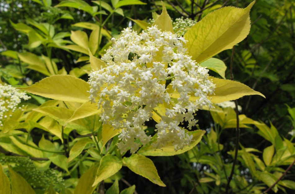 Juoduogis šeivamedis: gydantis, saugantis, puošiantis