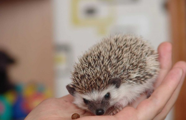 Jonaviečių augintinis – Afrikos keturpirštis ežys Spirgis