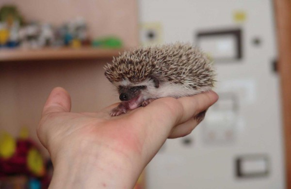 Jonaviečių augintinis – Afrikos keturpirštis ežys Spirgis