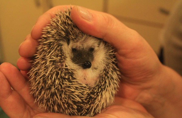 Jonaviečių augintinis – Afrikos keturpirštis ežys Spirgis