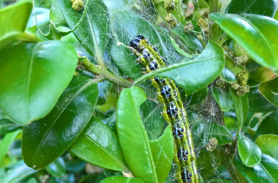 Buksmedžius naikinantis kenkėjas – jau Kaune: specialistų prognozės niūrios
