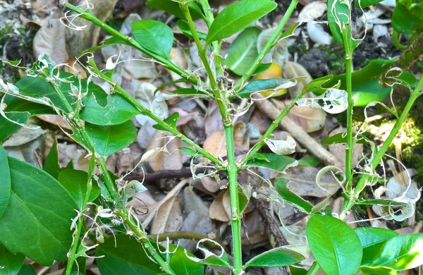 Buksmedžius naikinantis kenkėjas – jau Kaune: specialistų prognozės niūrios