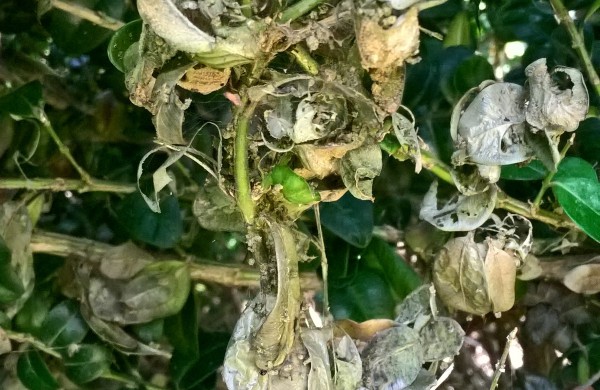 Buksmedžius naikinantis kenkėjas – jau Kaune: specialistų prognozės niūrios