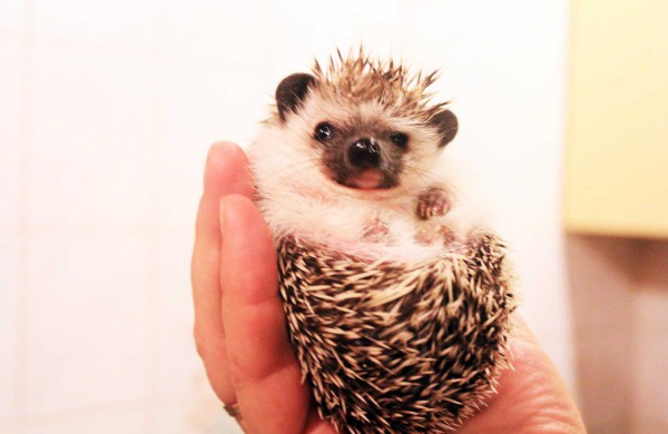 Jonaviečių augintinis – Afrikos keturpirštis ežys Spirgis