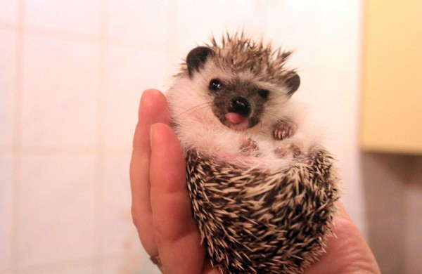 Jonaviečių augintinis – Afrikos keturpirštis ežys Spirgis