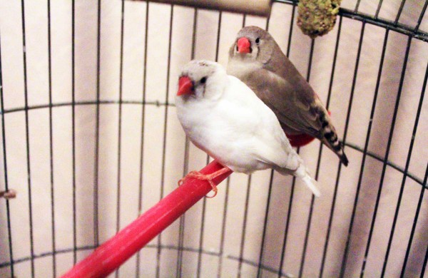 Jonaviečių augintinis – Afrikos keturpirštis ežys Spirgis