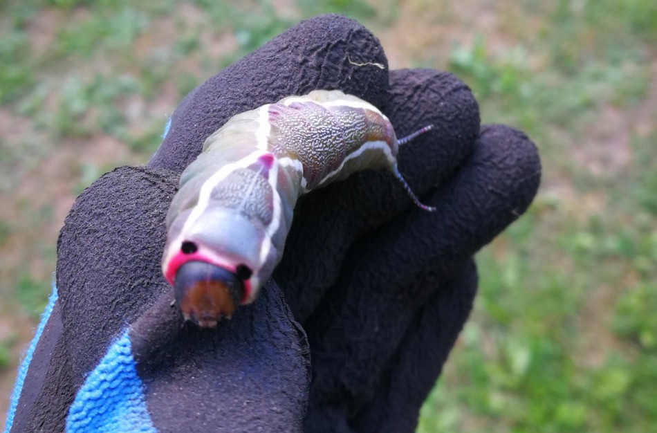 Sodininkė: Kas per gyvis buvo atklydęs į mano sklypą?