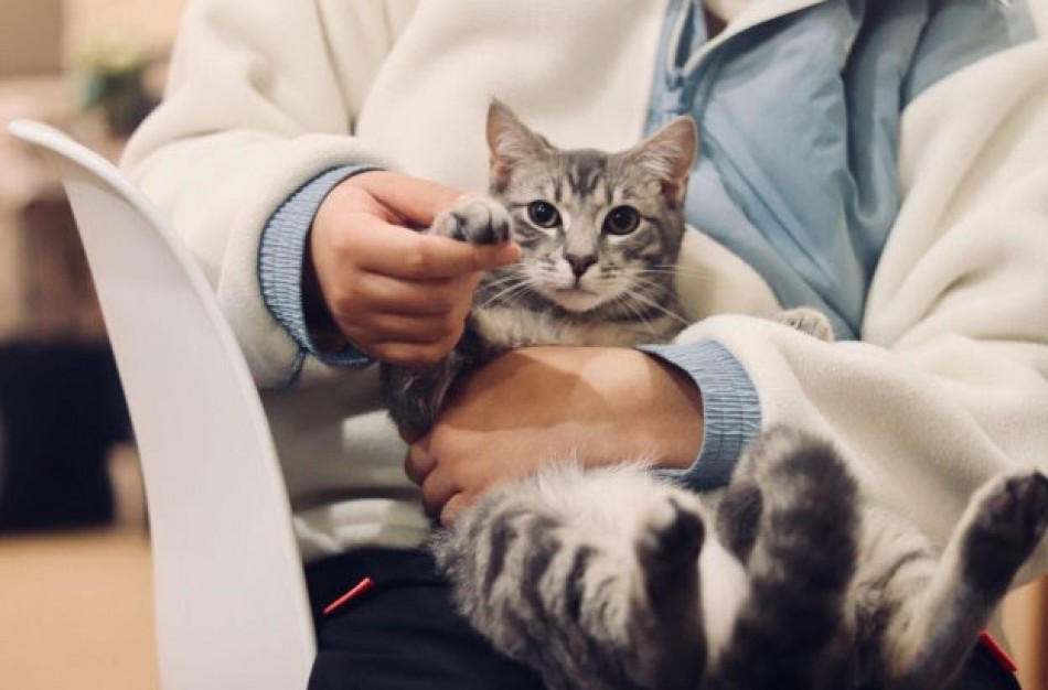 Gyvūnų ženklinimas ir registravimas: ką turi žinoti savininkai