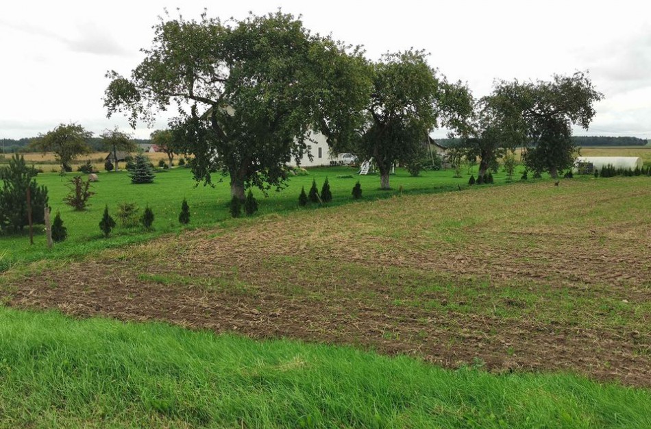 Vagys nusitaikė į medelius: gal turite naudingos informacijos?