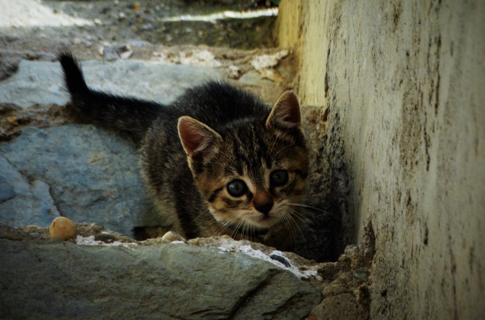 Nereikalingi gyvūnai vis dar išmetami apie svetimas sodybas – orams atvėsus, jų laukia liūdnas galas