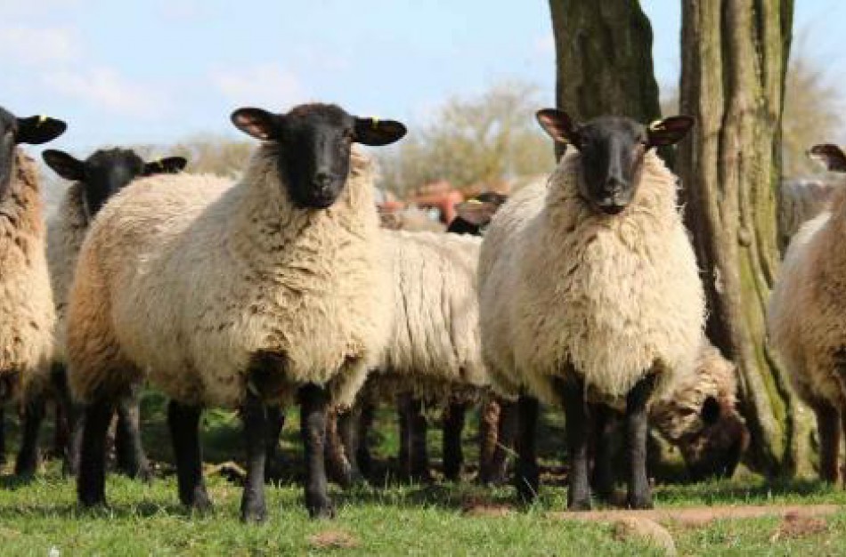 Aktualu veislinių gyvūnų laikytojams