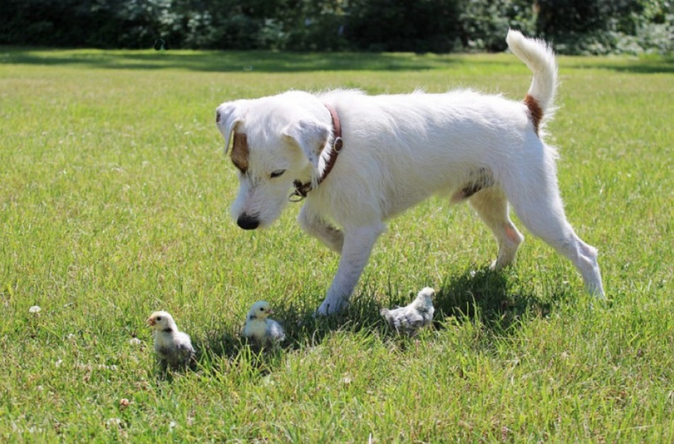 Gyvūnų gerovės klausimai perduodami Aplinkos ministerijai