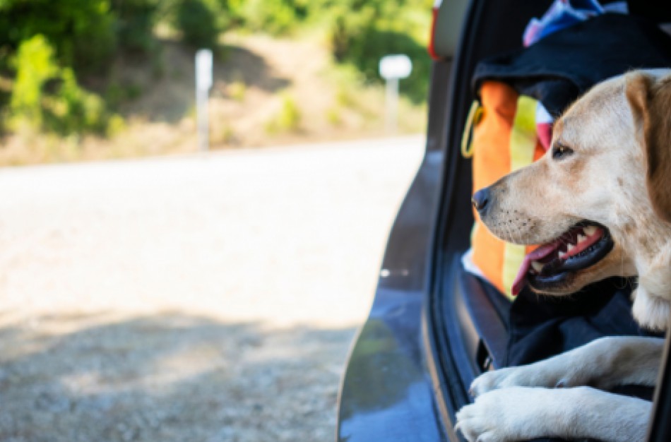 Kuo skiriasi augintinio (šuns, katės, šeško) nekomercinė kelionė nuo jo kelionės į užsienį pas naująjį savininką?