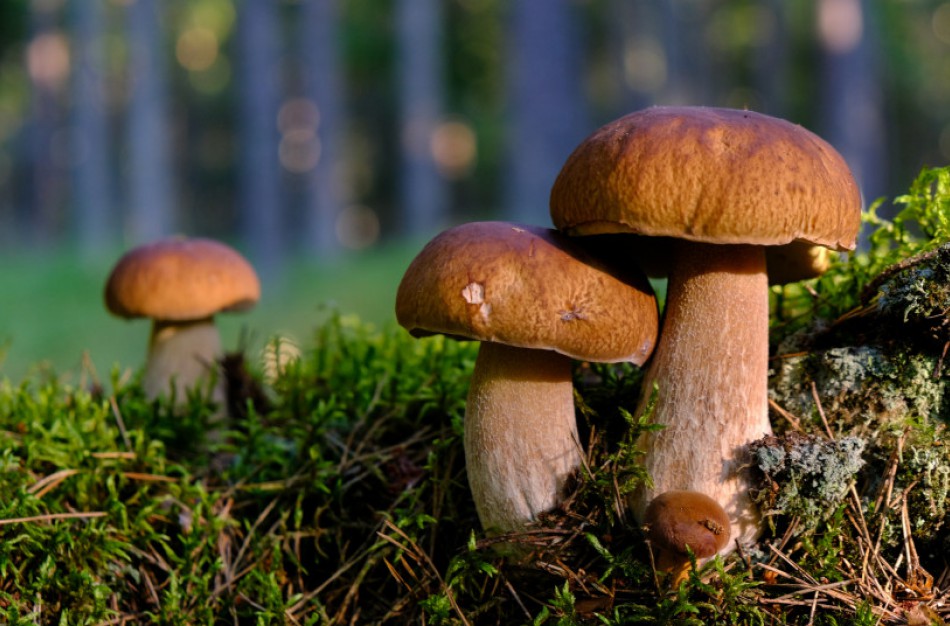 Miško gėrybių sezonas: net grybauti ir uogauti svarbu atsakingai