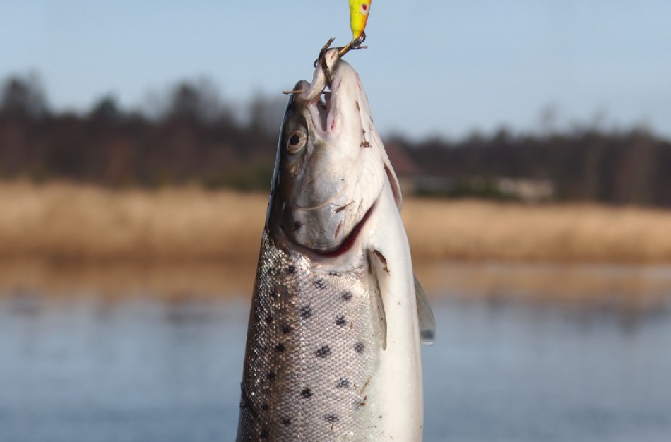 Nuo rugsėjo 16 d. – griežtesni reikalavimai lašišų ir šlakių sezoninei žvejybai