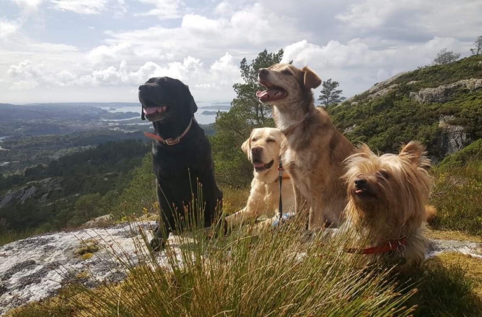 Lietuvoje vis dar nėra draudimo laikyti gyvūnus žiauriai su jais pasielgusiems žmonėms: kas stabdo įstatymų leidėjus?
