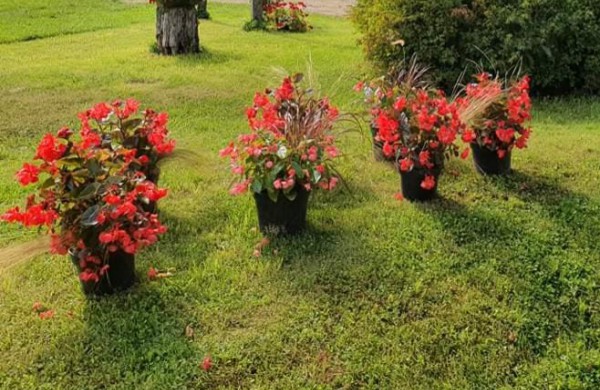 Ruduo yra antrasis pavasaris, kai kiekvienas lapas yra gėlė (Albertas Camusas)