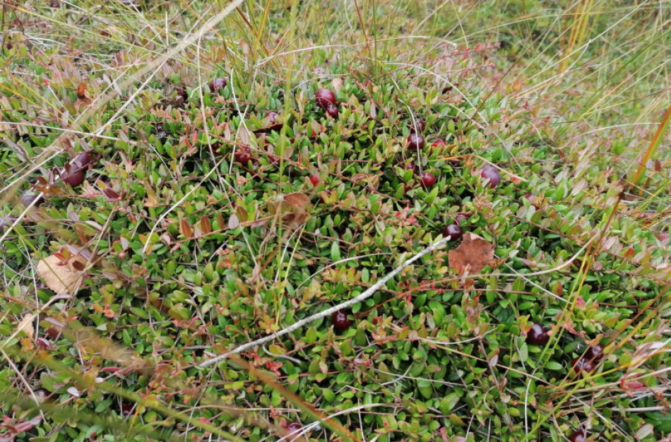 Aplinkosaugininkai įspėja: Dubravos rezervatinėje apyrubėje rinkti spanguoles draudžiama