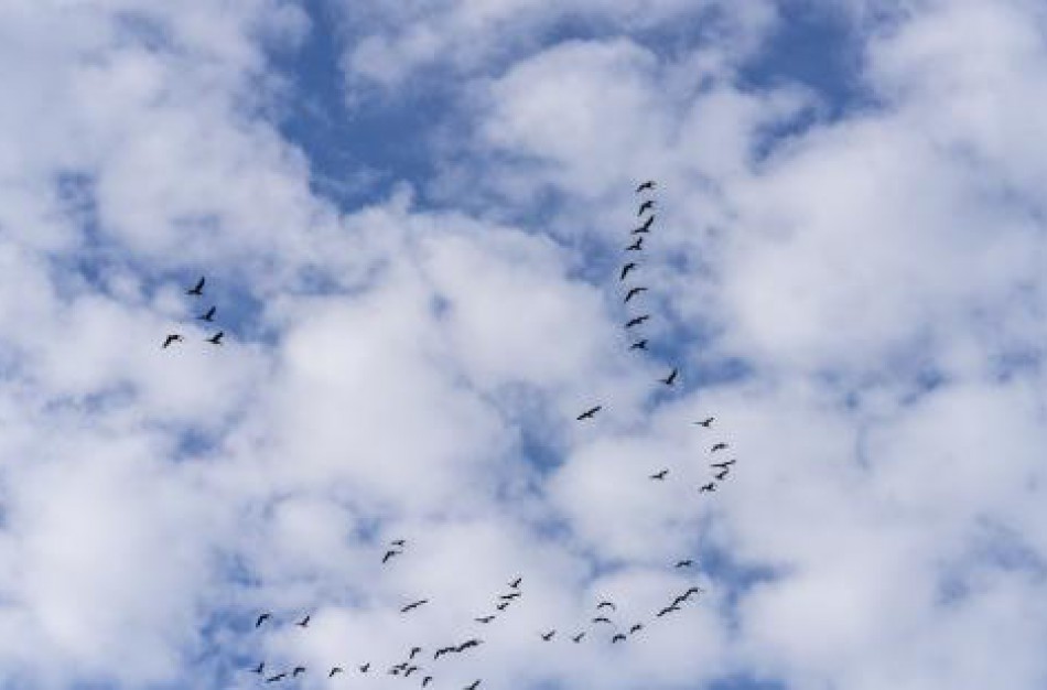 Naminių paukščių augintojai perspėjami apie vėl išaugusią paukščių gripo riziką