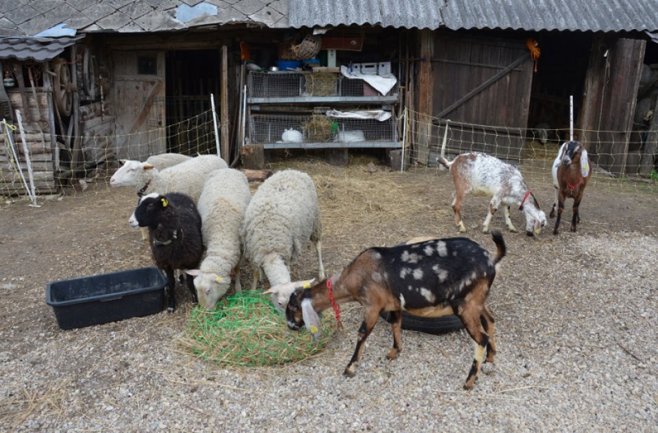 Atsisakiusieji kiaulių auginimo skatinami įsigyti kitus ūkinius gyvūnus