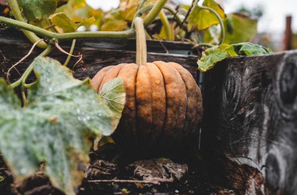 Kaip tinkamai tvarkyti žaliąsias atliekas rudenį?