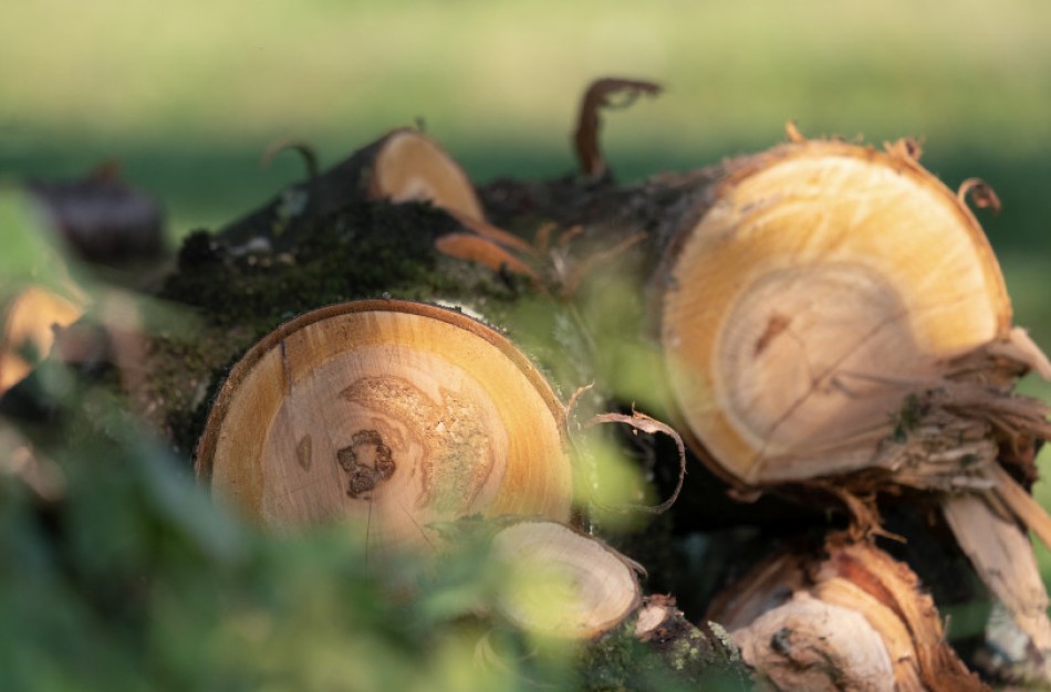 Kaip elgtis įtarus miško vagystę?