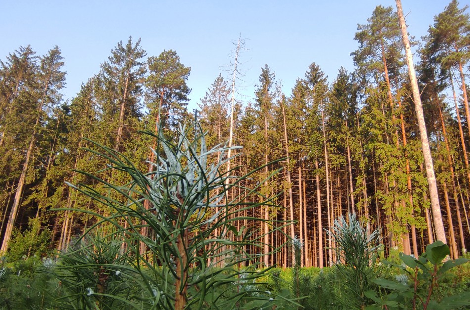 Miškininkai ruošiasi žiemai: jauni medeliai apsaugomi nuo žvėrių pažeidimų