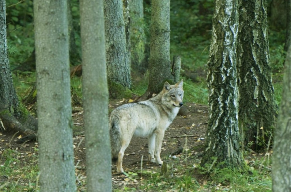 Valstybės leidžiamų sumedžioti vilkų skaičius turėtų nedidėti