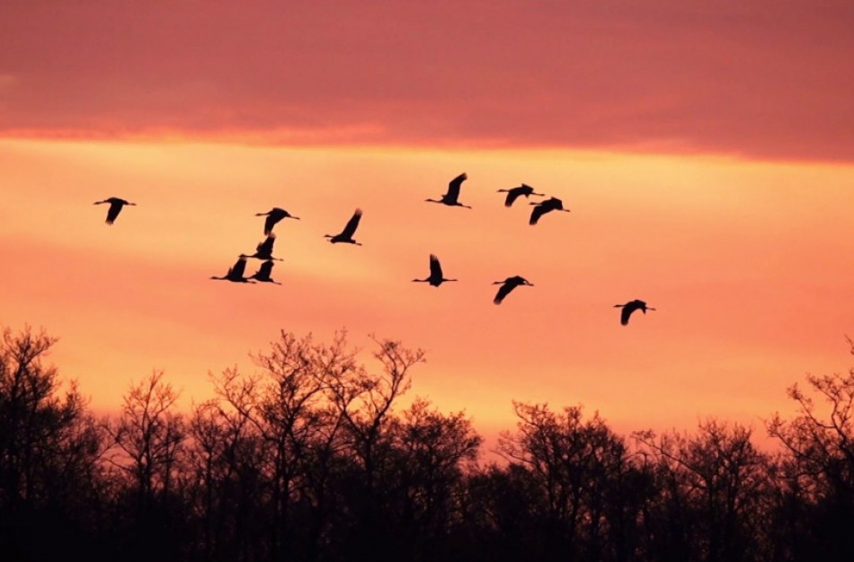 Paukščių palydos Žuvinte – išlydėkime migruojančius sparnuočius