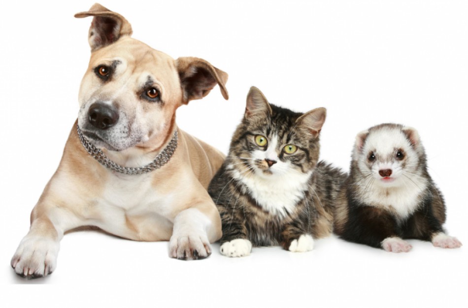 Ženklinti augintinius galės ne tik veterinarijos gydytojai – rengiami specialūs mokymai