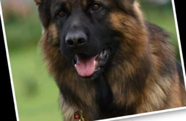 Mylimas augintinis dingo kaip į vandenį: radusiems žadamas atlygis