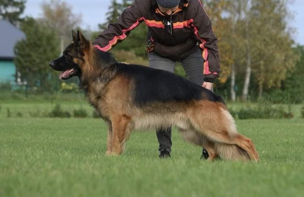 Mylimas augintinis dingo kaip į vandenį: radusiems žadamas atlygis