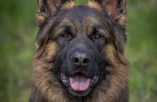 Už keturkojo draugo grąžinimą namo šeimininkai žada keturženklę premiją